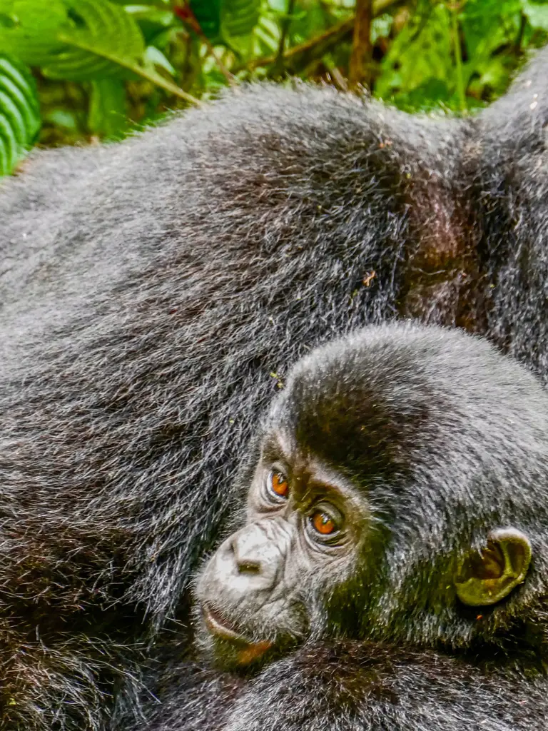 Uganda Tour – die Perle Afrikas